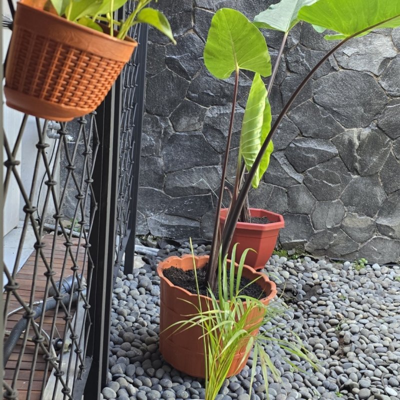 AES 1372  Hidup Terpisah