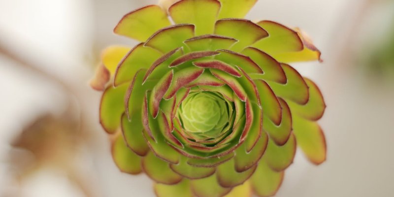 AES795 Sacred Geometry