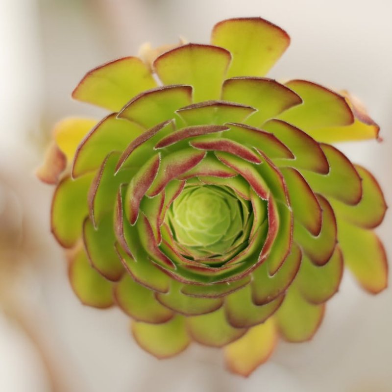 AES795 Sacred Geometry