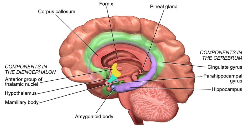 AES801 Pineal Gland