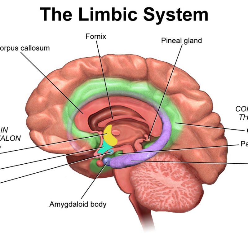 AES801 Pineal Gland