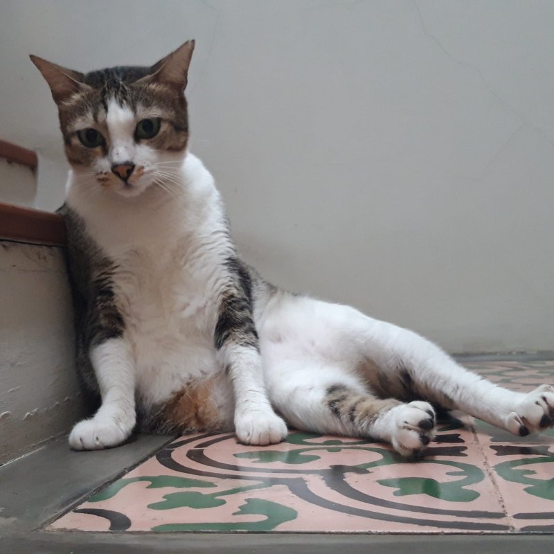 AES21 Ratu Kucing (1)