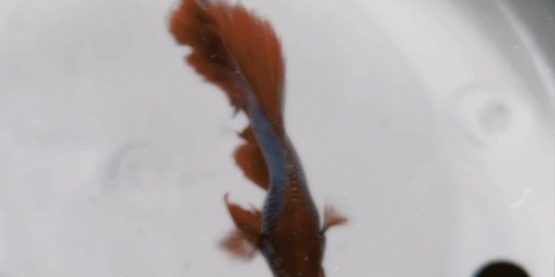 AES26 Puisi: Senja dan Syukur