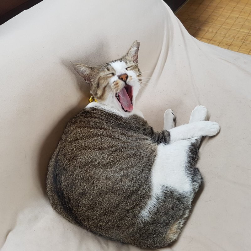 AES22 Ratu Kucing (2)