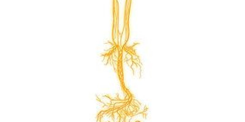 AES#011 Vagus Nerve dan Hubungannya dengan Sistem Saraf Parasimpatis