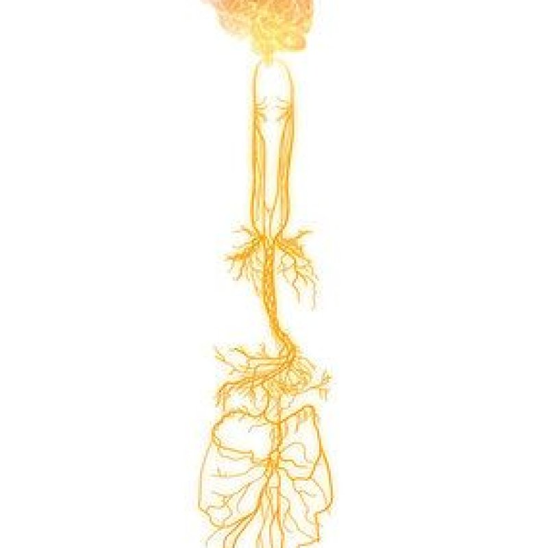 AES#011 Vagus Nerve dan Hubungannya dengan Sistem Saraf Parasimpatis