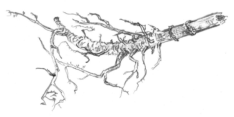 AES#012 Vagus Nerve Sebagai Jembatan Biologis Antara Tubuh dan Keheningan Batin 