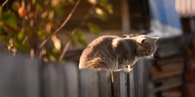 AES#019 Pelajaran Kesadaran dari Kucing (1)