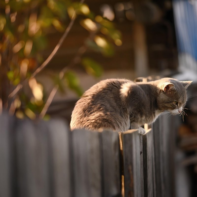 AES#019 Pelajaran Kesadaran dari Kucing (1)