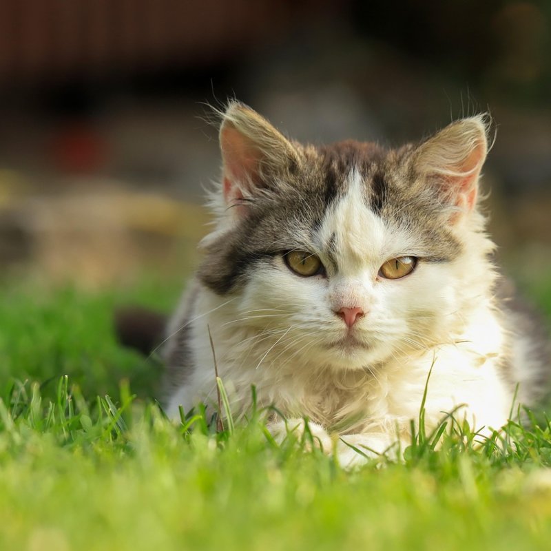 AES#020 Pelajaran Kesadaran dari Kucing (2)