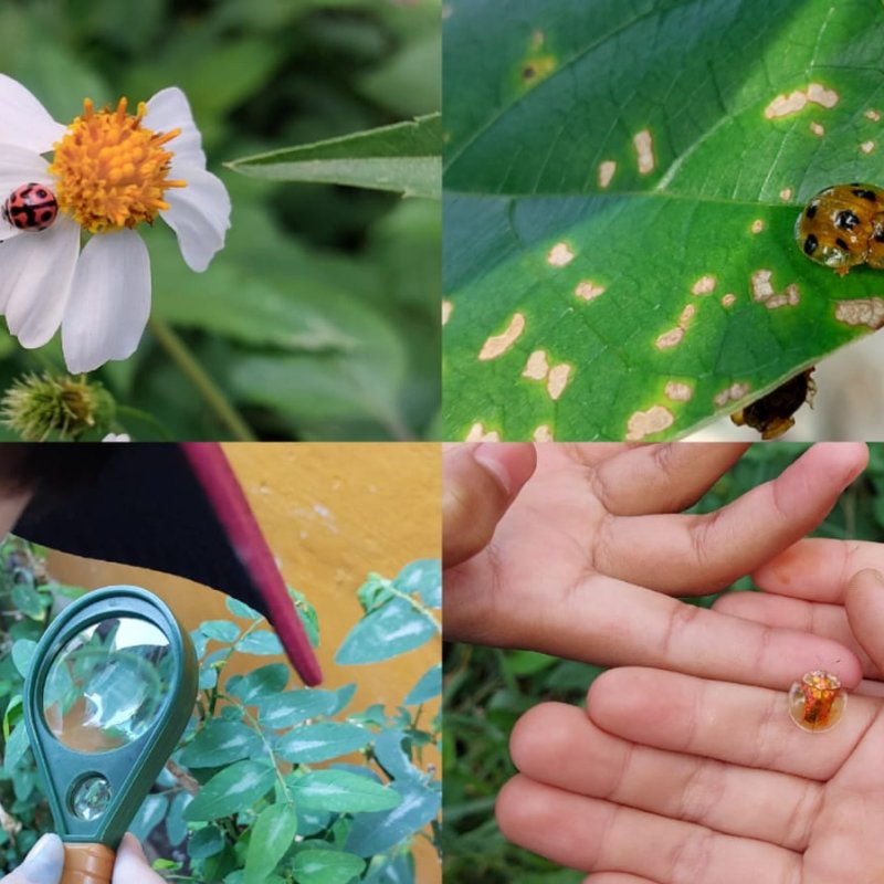 AES85 Kiamat Serangga