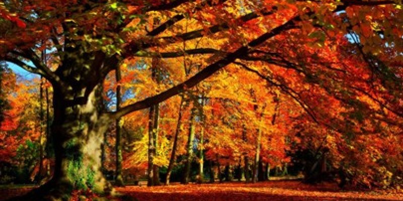 AES 1484  Les Feuilles Mortes