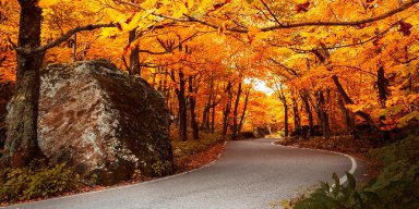 AES 1505 Foliage Hunting