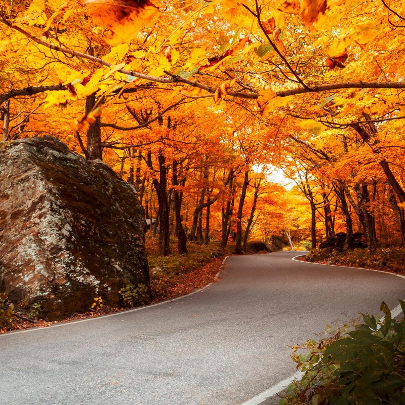 AES 1505 Foliage Hunting