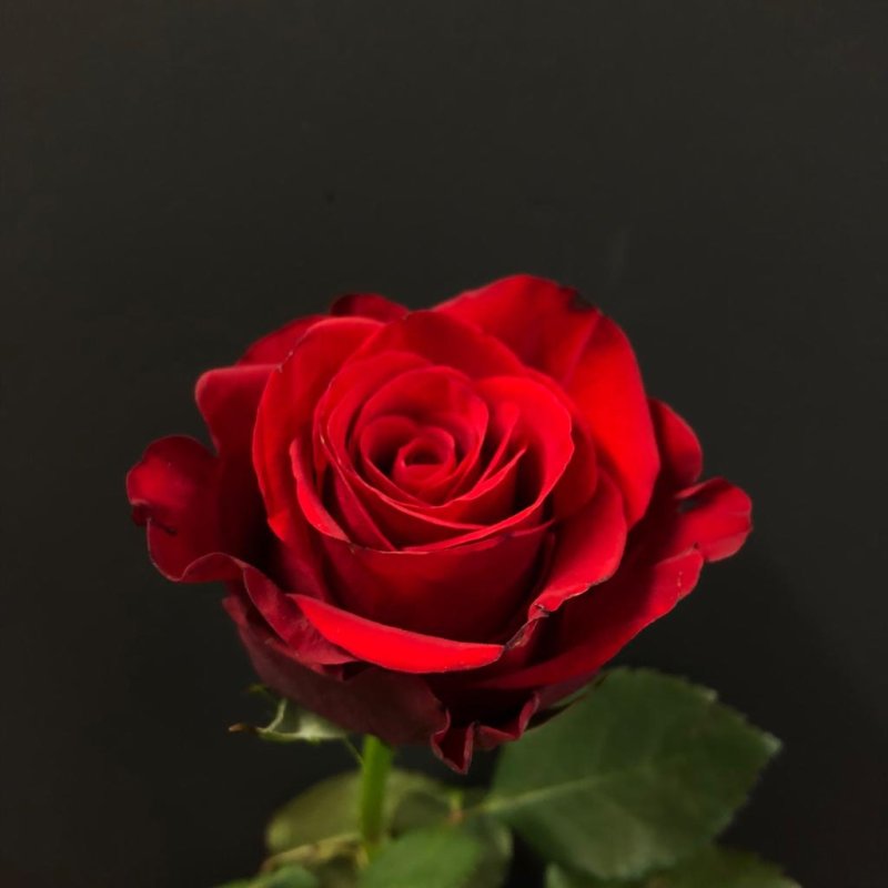 AES99 The Beauty of a Flower