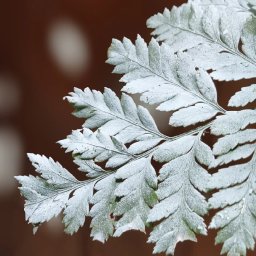 AES 1540 Sebuah Perayaan