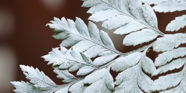 AES 1540 Sebuah Perayaan