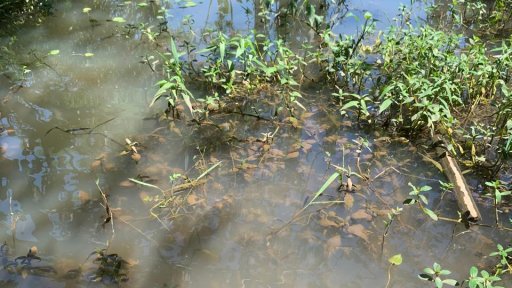 AES01 - Langkah Pertama