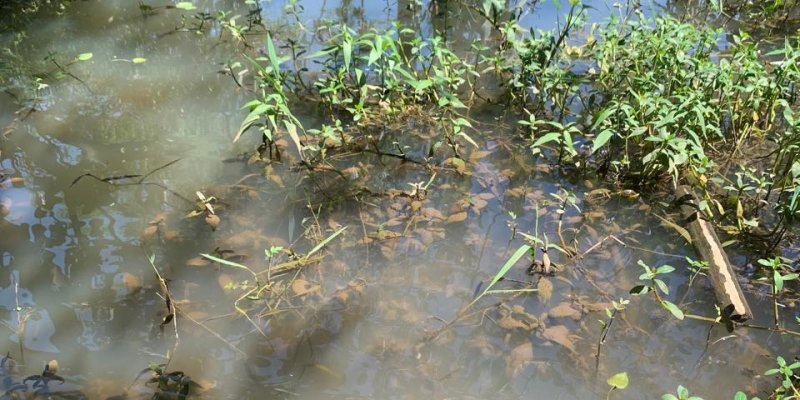 AES01 - Langkah Pertama