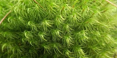 AES001 Persoalan Aku, Lumut dan Waktu