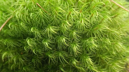 AES001 Persoalan Aku, Lumut dan Waktu