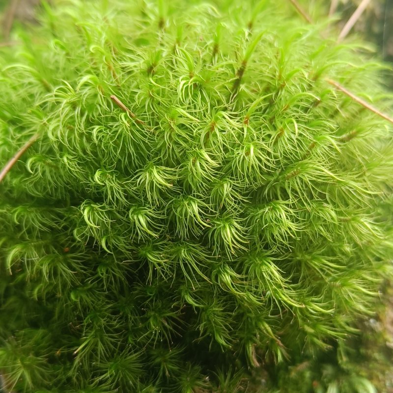 AES001 Persoalan Aku, Lumut dan Waktu