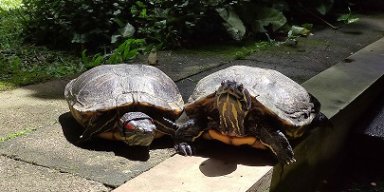 AES65 present, a gift