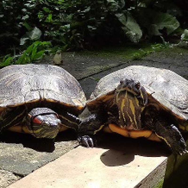 AES65 present, a gift