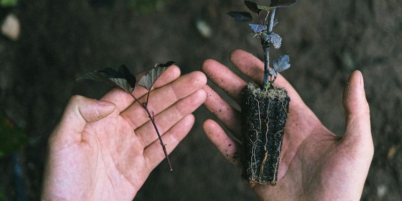 Ngobras #3 | Memahami 'Kembali ke Akar'