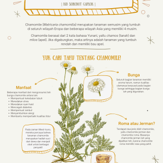 Poster Chamomile_Kiran (1).png