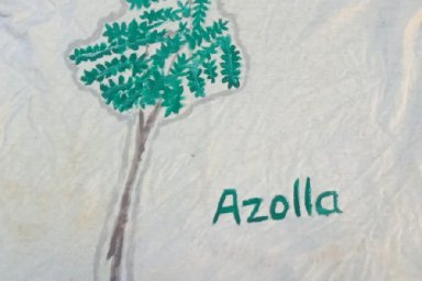 Azolla [Kelompok 3]