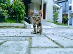 WhatsApp Image 20211105 at 9.00.46 AM 1.jpeg