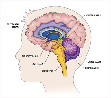 limbicsystememotionalbrain.jpg
