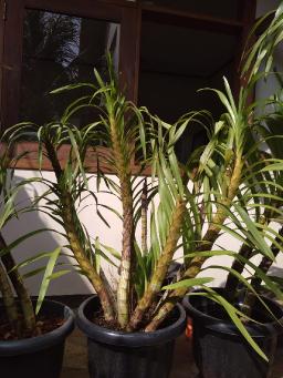 anggrek tebu jawabefore covid.jpg